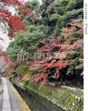 京都 哲学の道の紅葉 京都 哲学の道の紅葉 96881510