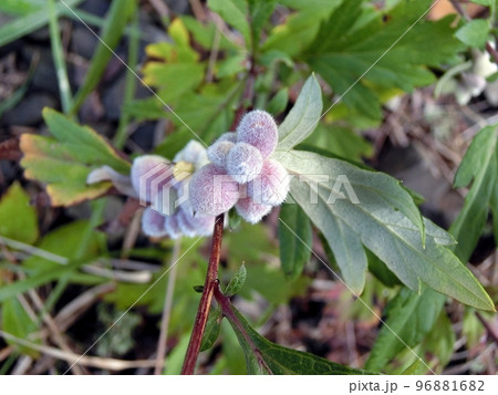 ヨモギハシロタマケフシ（秋田市下浜桂根・10/27） 96881682