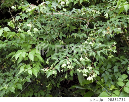 蒴果をつけたミツバウツギ（秋田市下浜羽川・6/20） 96881731