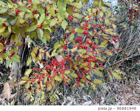 ウメモドキの赤い実（秋田市豊岩小山・11/24） 96881946