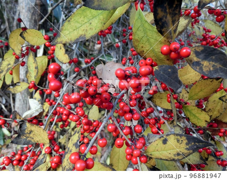 ウメモドキの赤い実（秋田市豊岩小山・11/24） 96881947