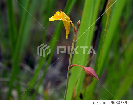 ミミカキグサ(大仙市神宮寺・7/20)タヌキモ科の食虫植物 ミミカキグサ(大仙市神宮寺・7/20)タヌキモ科の食虫植物 96882392