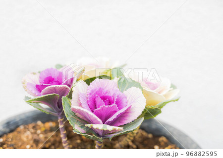 白い背景の鉢に育つ葉牡丹 白い背景の鉢に育つ葉牡丹 96882595