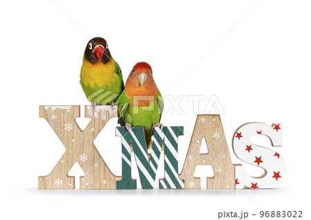 Love birds on white background Love birds on white background 96883022