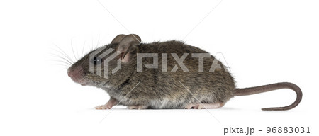 Mouse on white background Mouse on white background 96883031