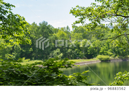 初夏の緑の中に見る清水ヶ池 初夏の緑の中に見る清水ヶ池 96883562