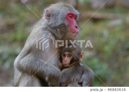 抱っこされながらお乳を飲む赤ちゃんザル 96883616