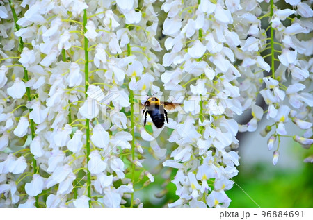 藤の花に飛んできた蜂 96884691