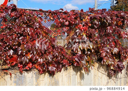 ツタ 蔦 紅葉 ツタ 蔦 紅葉 96884914