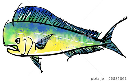 「シイラ・Dolphinfish」の手書きイラスト（筆書き墨絵風） 96885061