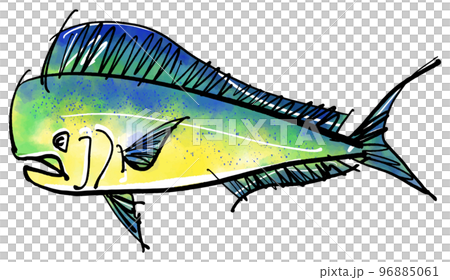 「シイラ・Dolphinfish」の手書きイラスト（筆書き墨絵風） 96885061