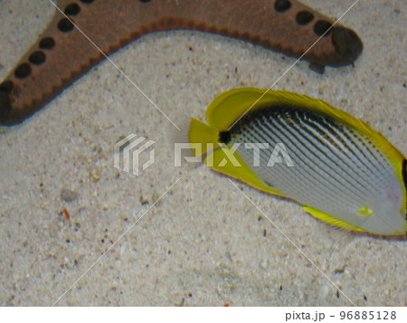 ヒトデと熱帯魚 96885128