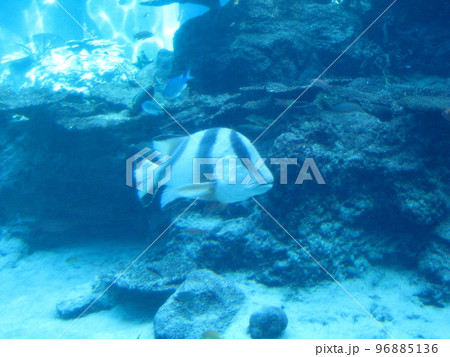 熱帯魚の海 熱帯魚の海 96885136