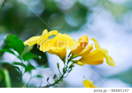 Allamanda cathartica or Allamanda flower ,Allamanda cathartica L or Golden trumpet or Allamanda or APOCYNACEAE 96885147