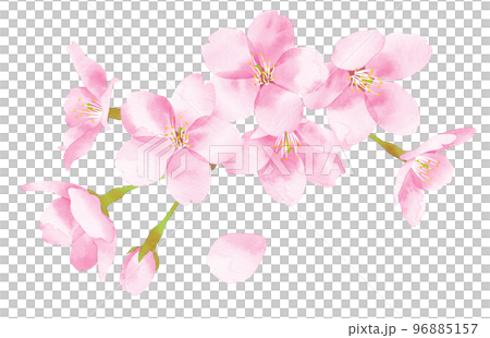 桜　水彩風イラスト　花の集まり大 96885157