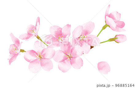 桜　水彩風イラスト　花の集まり大 96885164