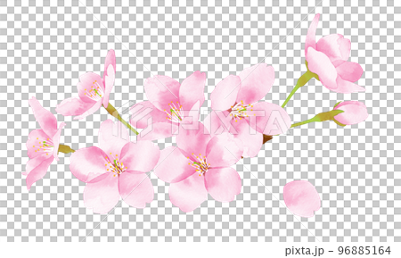 桜　水彩風イラスト　花の集まり大 96885164