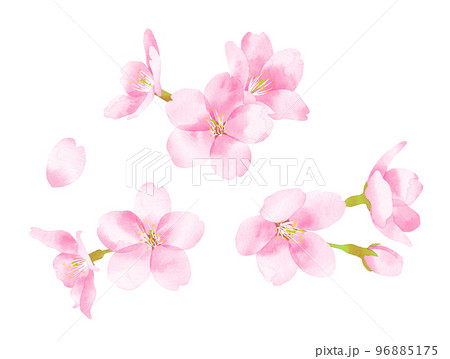 桜　水彩風イラスト　花の集まり小 96885175
