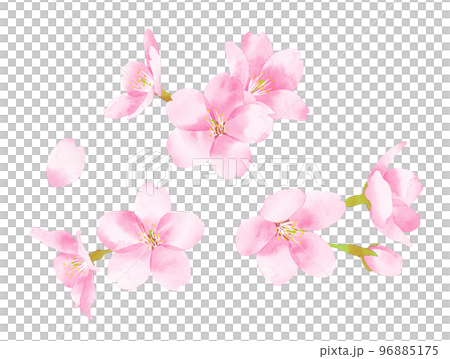桜　水彩風イラスト　花の集まり小 96885175