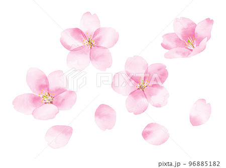 桜　水彩風イラスト　花と花びら 96885182
