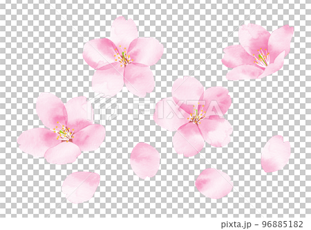 桜　水彩風イラスト　花と花びら 96885182