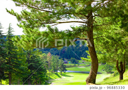 松の木とモミの木のような針葉樹で、和風な打ち下ろしの美しいゴルフコース(千葉県木更津市) 松の木とモミの木のような針葉樹で、和風な打ち下ろしの美しいゴルフコース(千葉県木更津市) 96885330