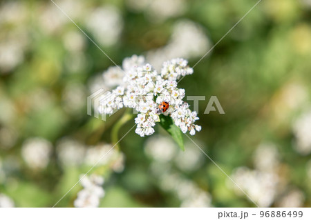 そばの花に引っ付いてるテントウムシ そばの花に引っ付いてるテントウムシ 96886499