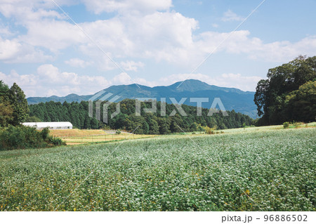 笠荒神のそば畑 笠荒神のそば畑 96886502