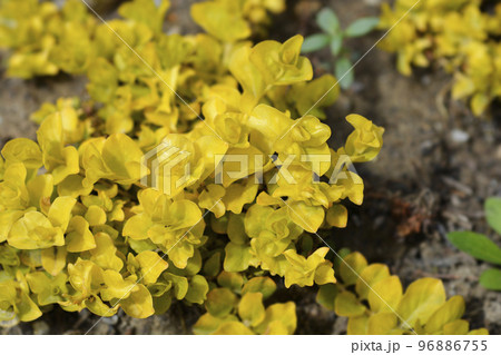 Golden Creeping Jenny 96886755