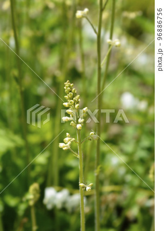 Coral Bells Apple Crisp 96886756