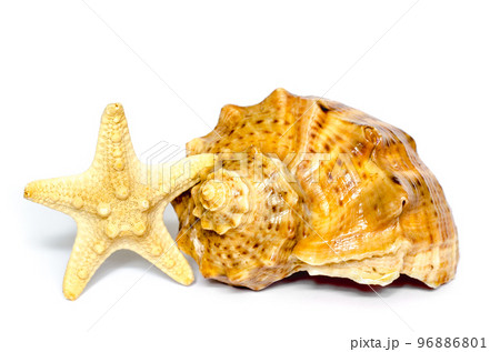 seashell and star seashell and star 96886801