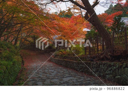 滋賀 百済寺 参道の秋景色 96886822