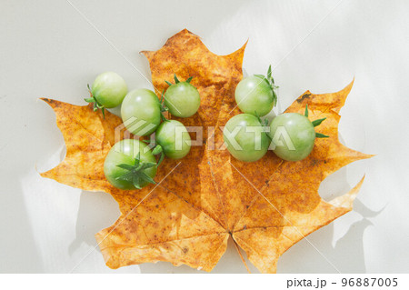 Green cherry tomatoes on autumn yellow leaf. Tomatoes in autumn. Yellow maple leaf and green tomatoes. Green cherry tomatoes on autumn yellow leaf. Tomatoes in autumn. Yellow maple leaf and green tomatoes. 96887005