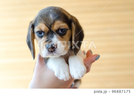 beagle puppy beagle puppy 96887175