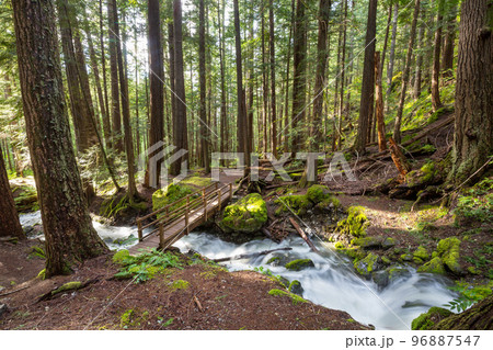 Creek in the forest 96887547