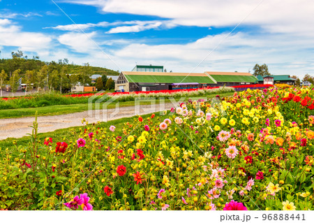 上富良野の花々 (9月　北海道) 96888441