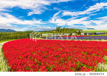 上富良野の花々 (9月 北海道) 上富良野の花々 (9月 北海道) 96888454