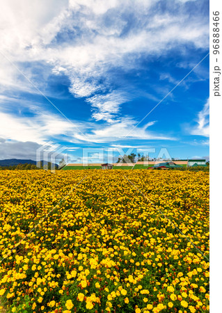 上富良野の花々 (9月 北海道) 上富良野の花々 (9月 北海道) 96888466