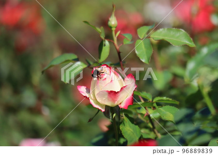 虫のとまる白と赤の花びらの蕾のジュビレデュプリンスドゥモナコのという薔薇の花と緑の葉と枝の風景 96889839