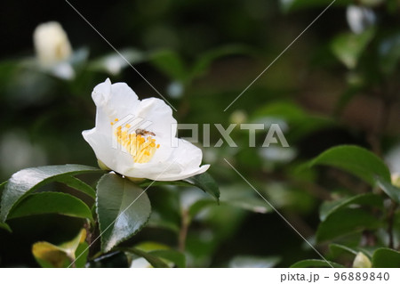 緑の葉と白い花びらの椿の花の中に虫がとまる様子をアップで撮影した風景 緑の葉と白い花びらの椿の花の中に虫がとまる様子をアップで撮影した風景 96889840