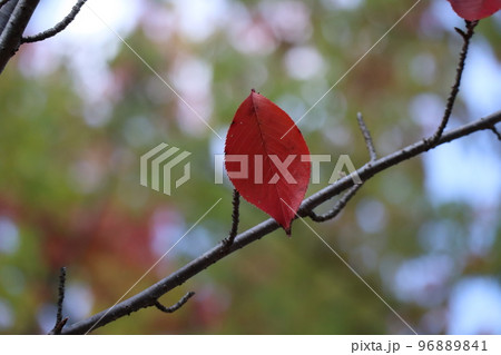 赤く紅葉した1枚の桜の葉が残る枝の風景 赤く紅葉した1枚の桜の葉が残る枝の風景 96889841