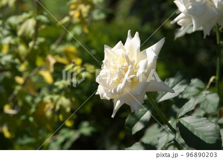 バラの白花【緑背景】 バラの白花【緑背景】 96890203