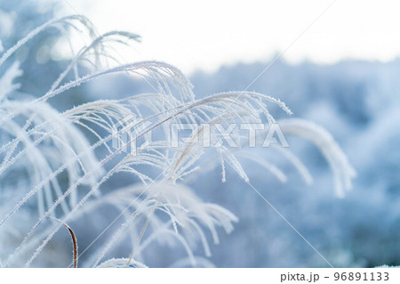 【冬素材】霧氷に覆われたススキ【長野県】 96891133