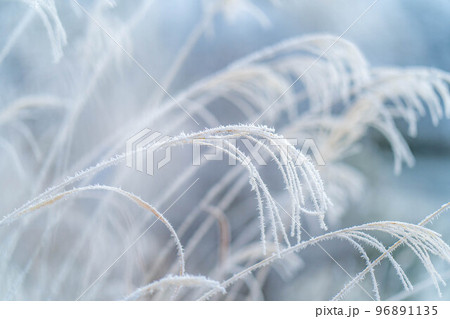 【冬素材】霧氷に覆われたススキ【長野県】 96891135