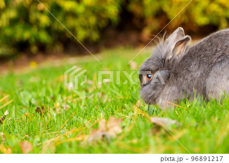 A young gray rabbit eating green grass in a meadow. Grey little Easter Bunny in the wild. Close-up A young gray rabbit eating green grass in a meadow. Grey little Easter Bunny in the wild. Close-up 96891217