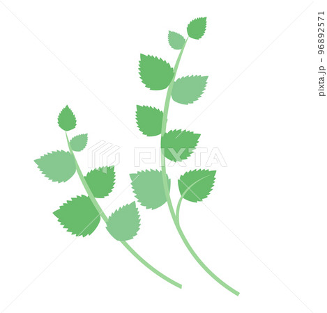 春の七草のひとつ、セリ 96892571