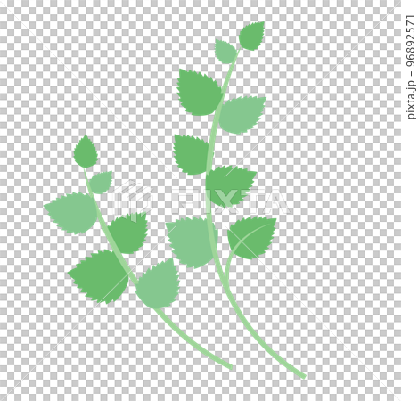 春の七草のひとつ、セリ 96892571