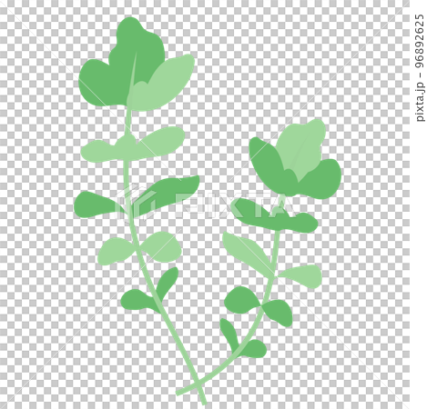 春の七草のひとつ、ナズナ 96892625