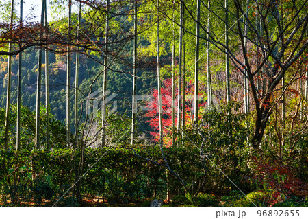 晩秋の京都大原　宝泉院 96892655