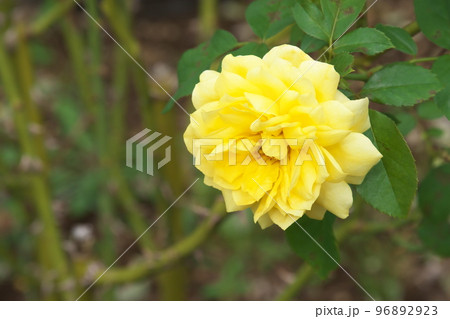 バラの黄色花【緑背景】 バラの黄色花【緑背景】 96892923
